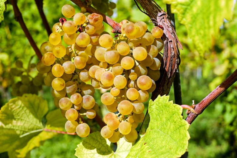 a bunch of grapes hanging from a vine, by Joseph von Führich, flickr, white and yellow scheme, hdr detail, ❤🔥🍄🌪, golden