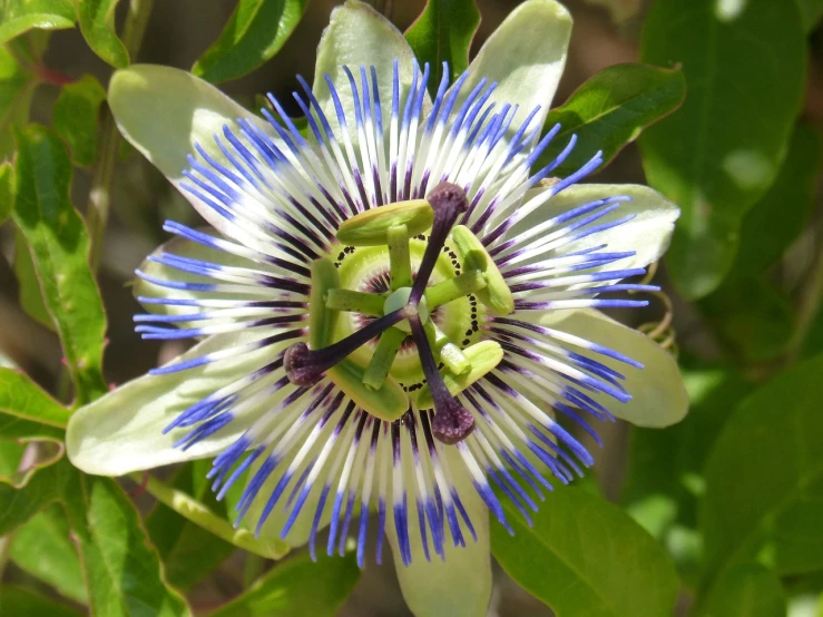 a close up of a flower on a plant, by Gwen Barnard, flickr, hurufiyya, passion flower, white and blue, wikimedia commons, australian wildflowers