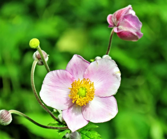 a close up of a pink flower with green leaves, by Jim Nelson, anemones, in a woodland glade, an artistic pose, flower buds