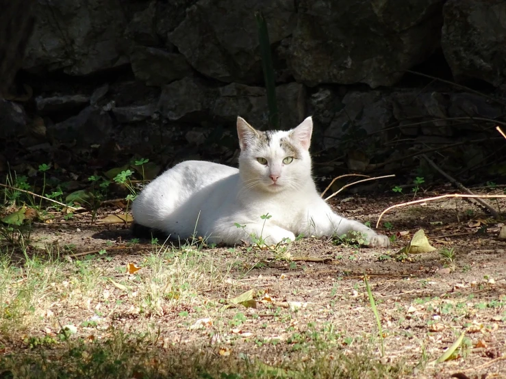 a white cat laying on the ground in front of a stone wall, a portrait, flickr, figuration libre, sun dappled, the emerald herald in the garden, mamou - mani, handsome man