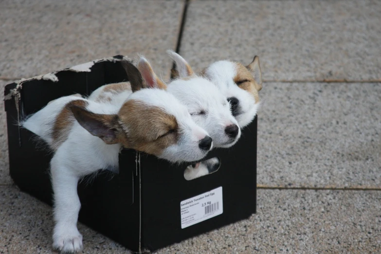 a couple of small dogs laying inside of a black box, by Jan Konůpek, flickr, two small horn on the head, closed-eyes, trio, cardboard