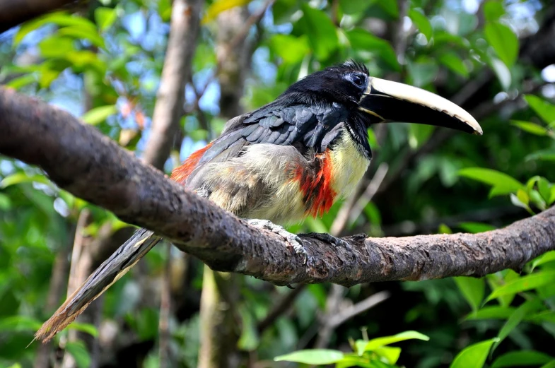 a colorful bird sitting on top of a tree branch, flickr, sumatraism, his nose is a black beak, [ realistic photo ]!!, palm, tourist photo