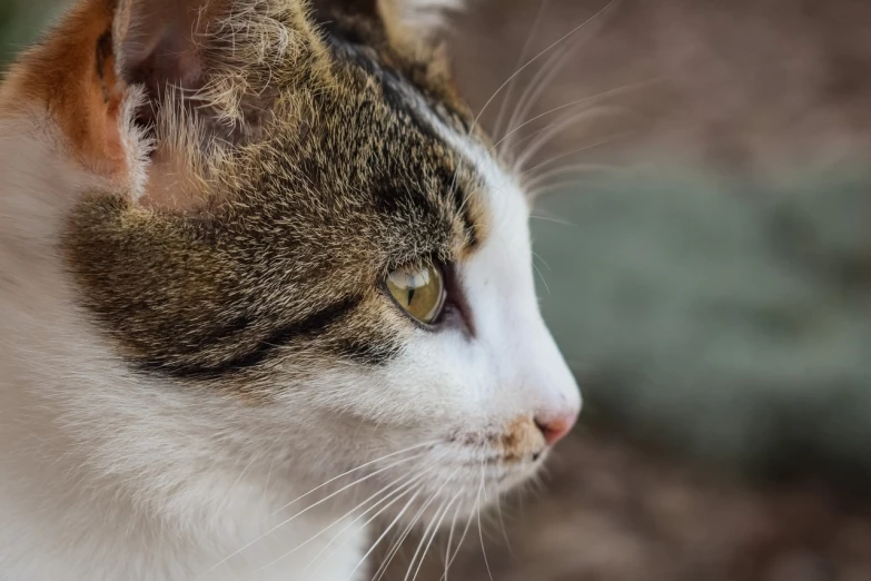 a close up of a cat with a blurry background, a picture, by Maksimilijan Vanka, pixabay, photorealism, close - up profile face, with a white muzzle, low - angle shot, thin nose