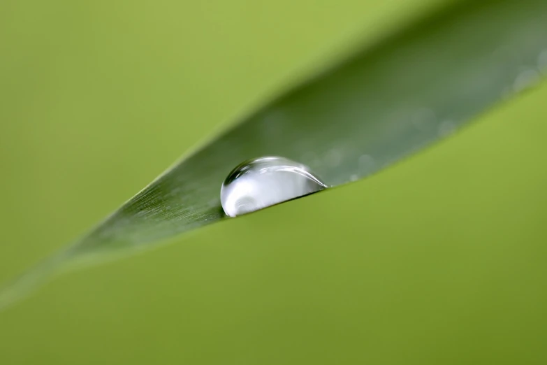 a drop of water sitting on top of a leaf, a macro photograph, by Jan Rustem, pixabay, minimalism, blade of grass, symetrical japanese pearl, highly detailed product photo, smooth.sharp focus