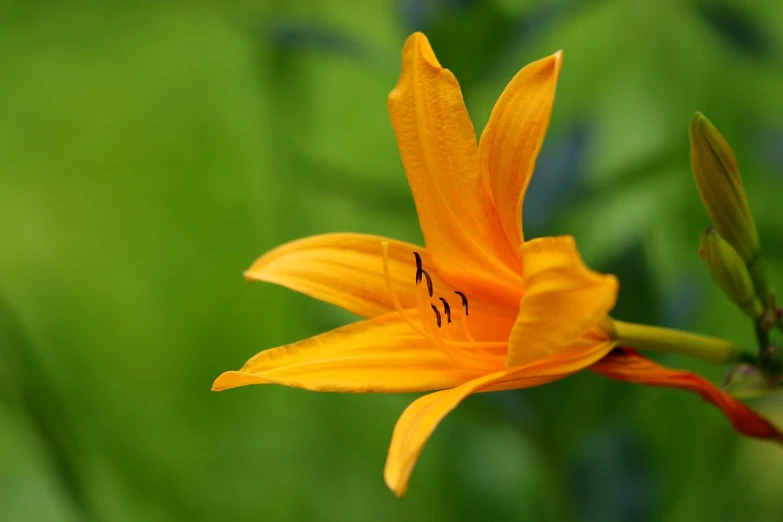 a close up of a yellow flower with a green background, a macro photograph, lily, orange blooming flowers garden, very sharp photo