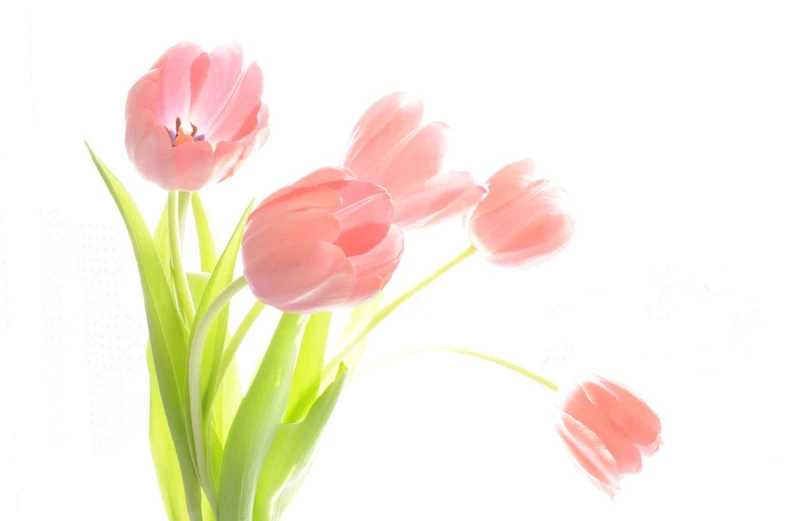 a vase filled with pink flowers on top of a table, a digital rendering, by Shitao, tulips, beautiful flower, high picture quality, blushing