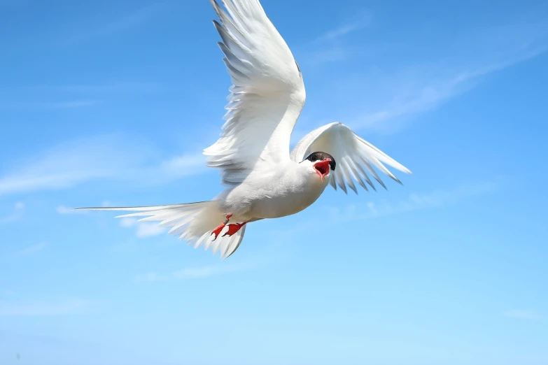 a white bird flying through a blue sky, beautiful animal pearl queen, red-eyed, [ realistic photo ]!!, hironaka