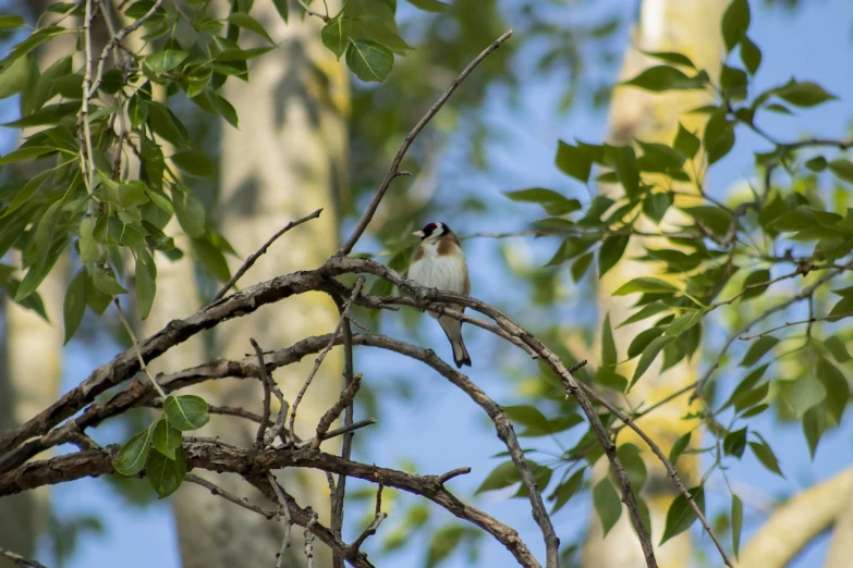 a small bird sitting on top of a tree branch, flickr, bauhaus, pallid skin, summer afternoon, high res photo, small chin