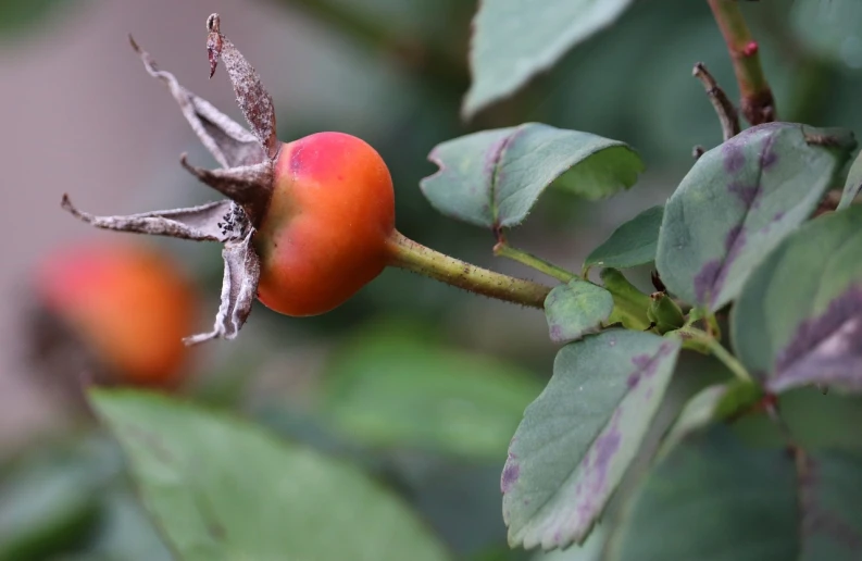 a close up of a fruit on a tree, romanticism, rosette, robin, unshaded, red and orange colored