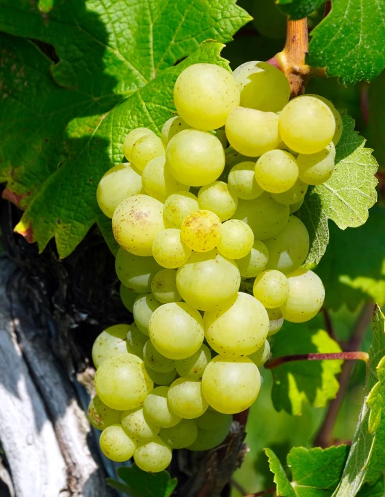 a bunch of green grapes hanging from a vine, a picture, by Karl Völker, shutterstock, bauhaus, in detail, 🤬 🤮 💕 🎀, pur champagne damery, white in color