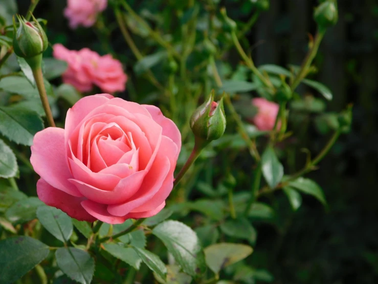 a close up of a pink rose with green leaves, by Rhea Carmi, pixabay, garden with flowers background, 4k high res, various posed, establishing shot