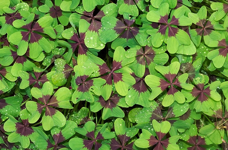 a close up of a bunch of green and purple leaves, pexels, hurufiyya, background full of lucky clovers, kaleidoscopic, hi res, reddish