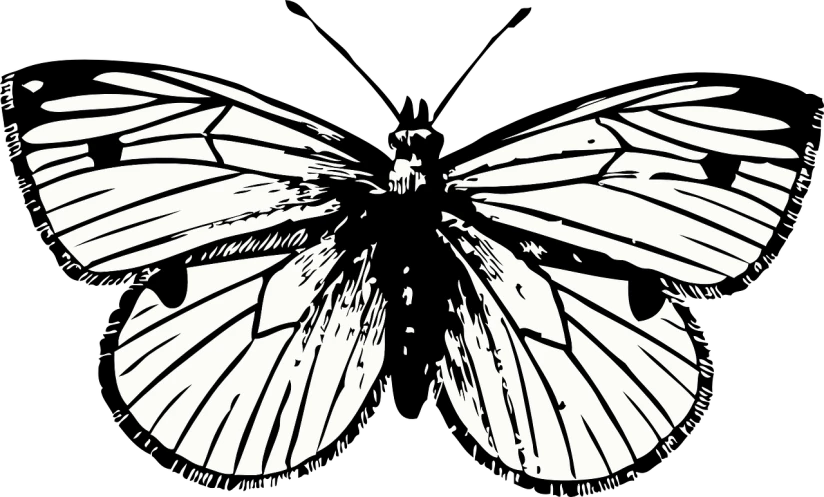 a black and white drawing of a butterfly, an illustration of, by Edo Murtić, trending on pixabay, hurufiyya, cicada wings, black backround. inkscape, close up front view, cosmic horror entity with wings