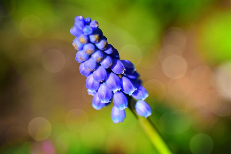 a close up of a purple flower on a stem, by Jan Rustem, shutterstock, grape hyacinth, close up bokeh hiperrealistic, stock photo, cone