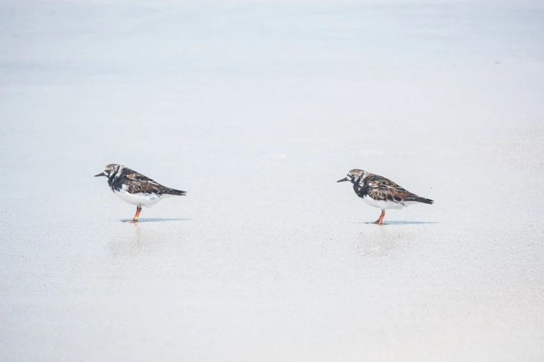 a couple of birds standing on top of a beach, a portrait, by Dietmar Damerau, unsplash, minimalism, walking on ice, they are crouching, sables crossed in background, spots