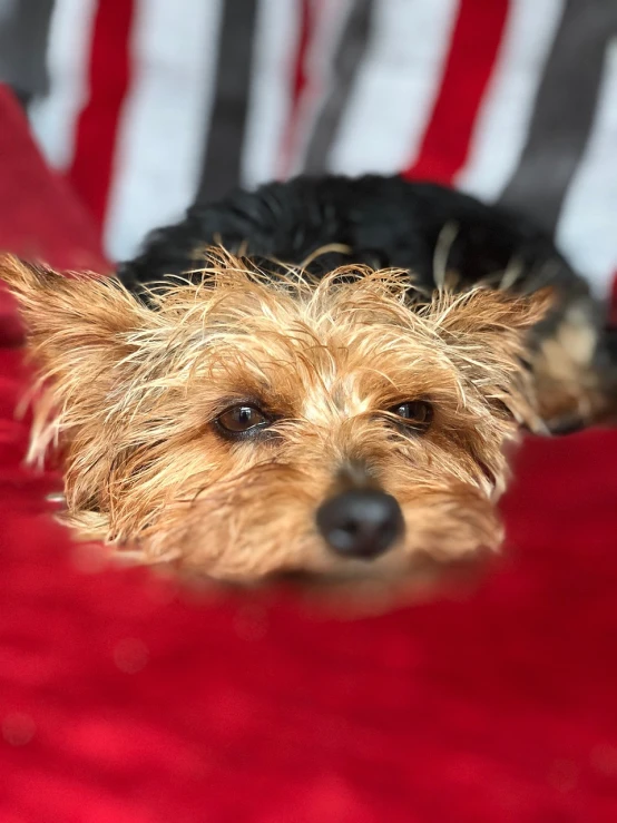 a small dog laying on top of a red blanket, a portrait, yorkshire terrier, taken in 2 0 2 0, with wet faces!!, zoomed out shot