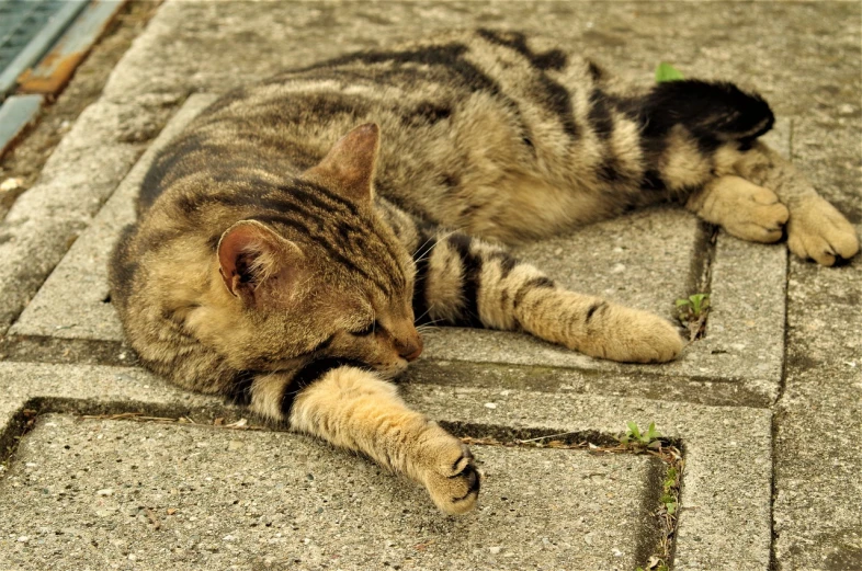 a cat that is laying down on the ground, by Jan Stanisławski, flickr, pavements, wallpaper - 1 0 2 4, panzer, tails worn