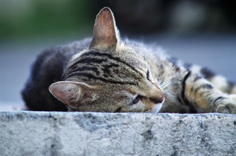 a close up of a cat laying on a ledge, a picture, by Nándor Katona, flickr, with closed eyes, young male, at peace, closeup photo