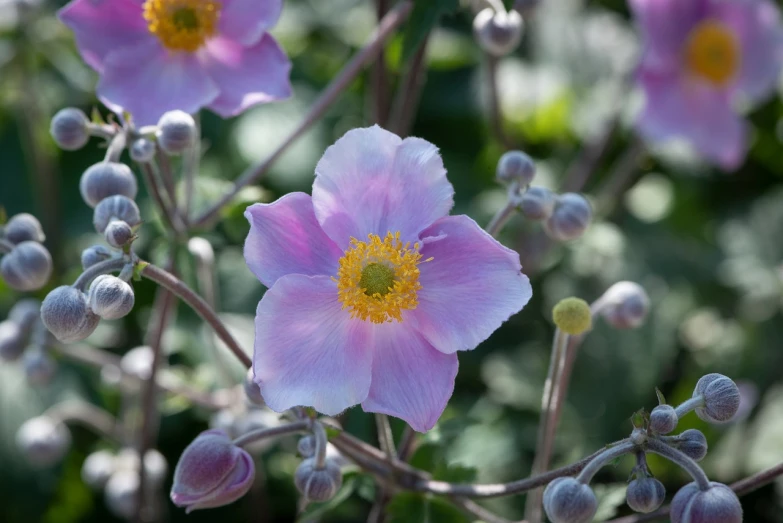 a close up of a pink flower with buds, inspired by Frederick Goodall, anemone, pale blue, silver mist, gold flaked flowers