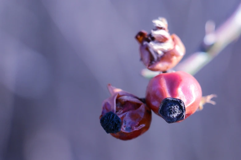 a close up of a bunch of fruit on a branch, a macro photograph, hurufiyya, dead flowers, winterthorn blessing, close-up product photo