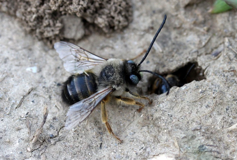 a close up of a bee on a rock, by Robert Brackman, hurufiyya, beta weak male, on the ground, female gigachad, pallid skin