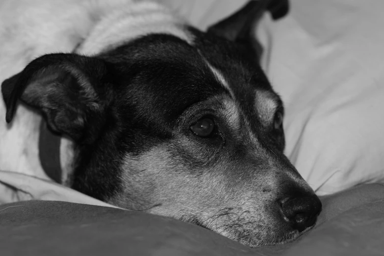 a black and white photo of a dog sleeping on a bed, a black and white photo, inspired by Elke Vogelsang, flickr, jack russel dog, looking old, july 2 0 1 1, closeup photo