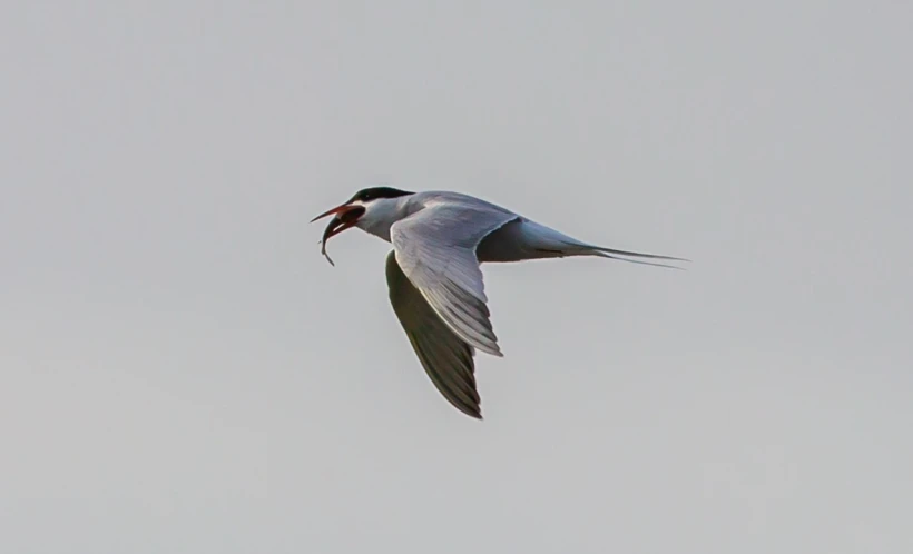 a bird flying in the sky with a fish in it's mouth, a portrait, by Jan Rustem, flickr, hurufiyya, smooth shank, charlize, 2019, dorian cleavanger