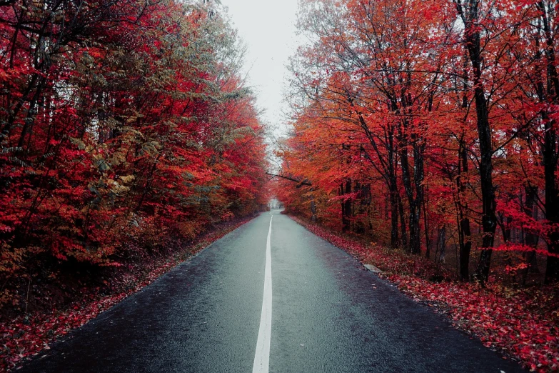 an empty road in the middle of a forest, fine art, 8 k very red colors, canadian maple leaves, white and red color scheme, moody beautiful colors