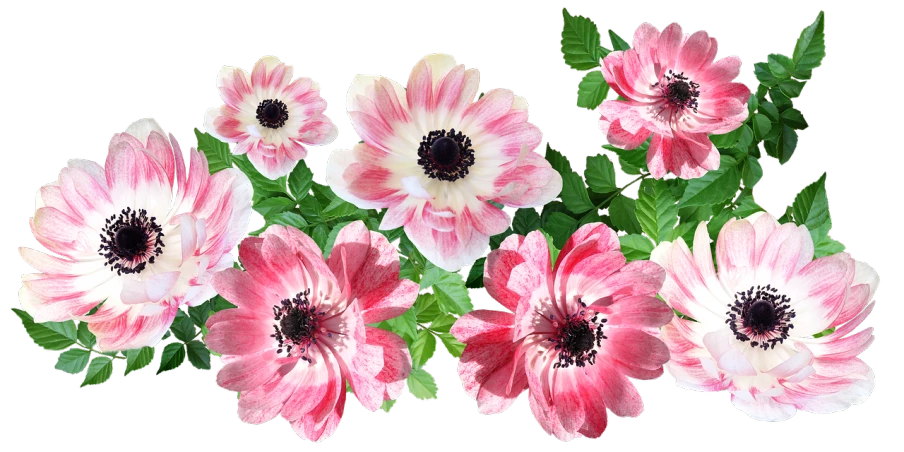 a bunch of pink and white flowers on a black background, a digital rendering, by Susan Heidi, pixabay, anemones, panorama, seasons!! : 🌸 ☀ 🍂 ❄, piggy