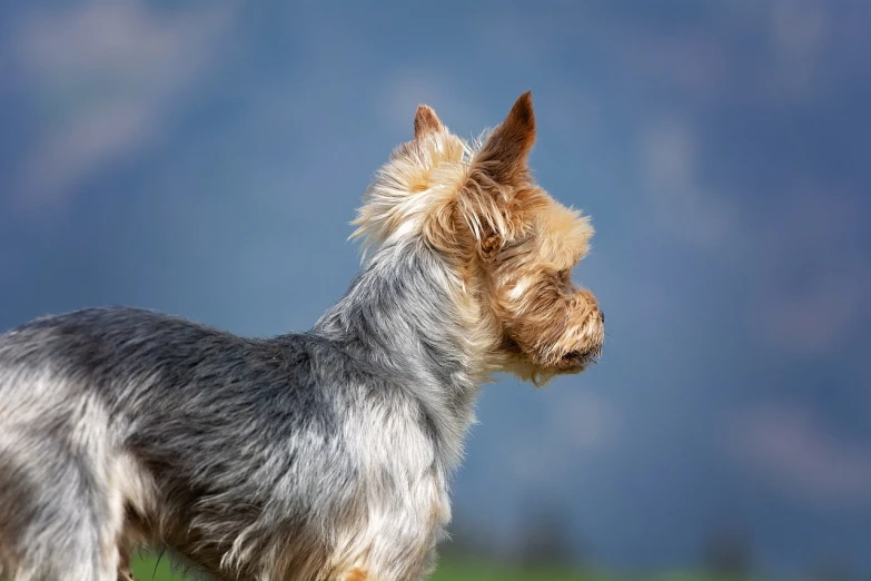 a small dog standing on top of a lush green field, a portrait, by Hans Schwarz, shutterstock, baroque, close - up profile face, yorkshire terrier, very sharp and detailed photo, close up shot a rugged