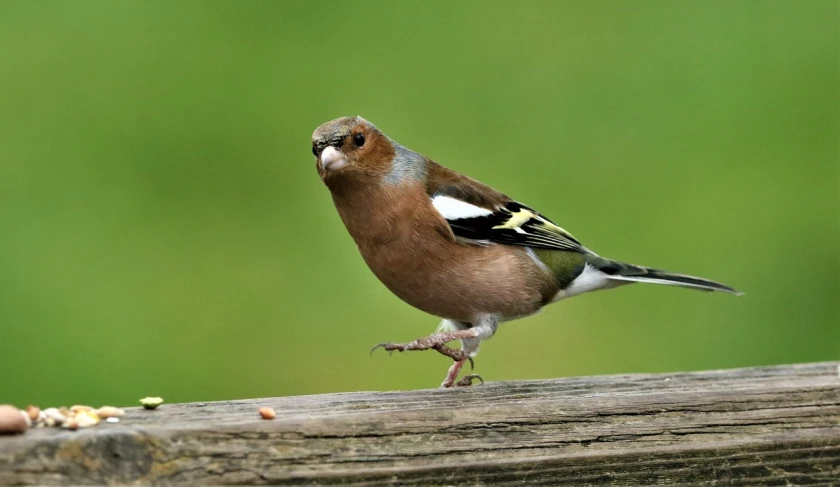 a small bird standing on a piece of wood, a portrait, by Dave Allsop, trending on pixabay, in a fighting stance, a bald, having a snack, male and female