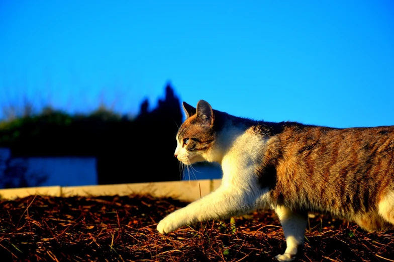 a cat that is walking in the dirt, a tilt shift photo, flickr, at twilight, looking at the sky, side view of her taking steps, dominant wihte and blue colours