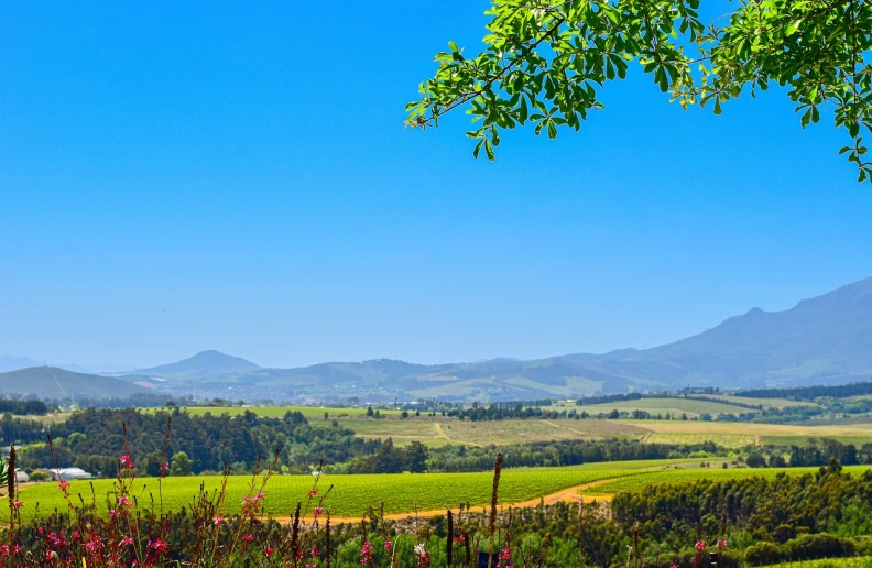 a view of a field with mountains in the distance, a picture, by Hubert van Ravesteyn, shutterstock, vines and blue foliage, clear summer sky background, today\'s featured photograph 4k, stock photo