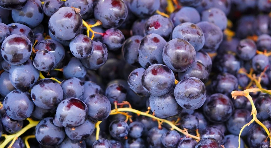 a close up of a bunch of grapes, 15081959 21121991 01012000 4k, background image, high quality product image”