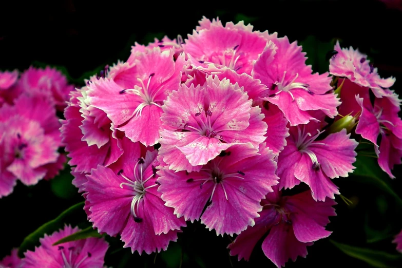 a close up of a bunch of pink flowers, a photo, by Yi Jaegwan, very high detailed, carnation, vibrant vivid colors, gardening