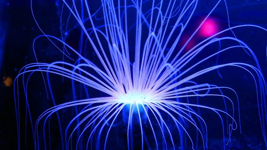 a close up of a plant with blue lights, by Robert Brackman, flickr, holography, sea anemone, lightning arc plasma, electronic wires, undersea