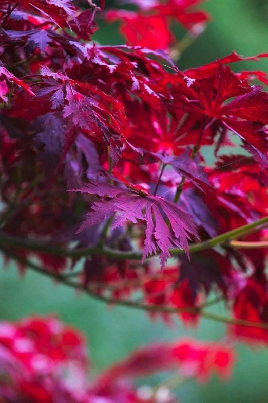 a close up of a branch of a tree with red leaves, purple and red color bleed, lush garden leaves and flowers, red reflections, medium closeup shot