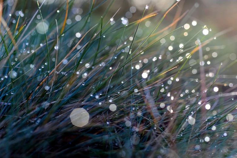 a close up of water droplets on grass, by Jan Rustem, unsplash, digital art, rays of shimmering light, fairy circles, draped with water and spines, glossy flecks of iridescence