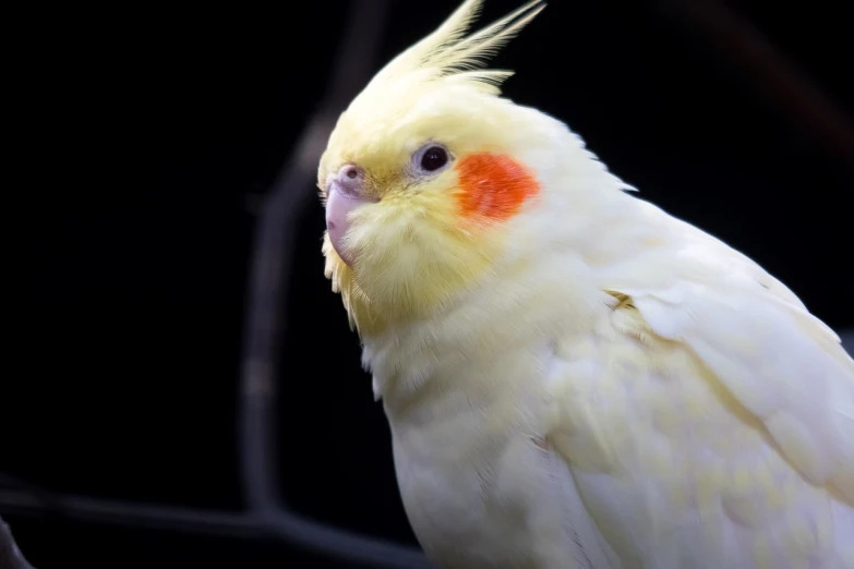 a yellow and white bird sitting on a branch, inspired by Charles Bird King, shutterstock, portrait of albino mystic, with red glowing eyes, pet animal, cocky