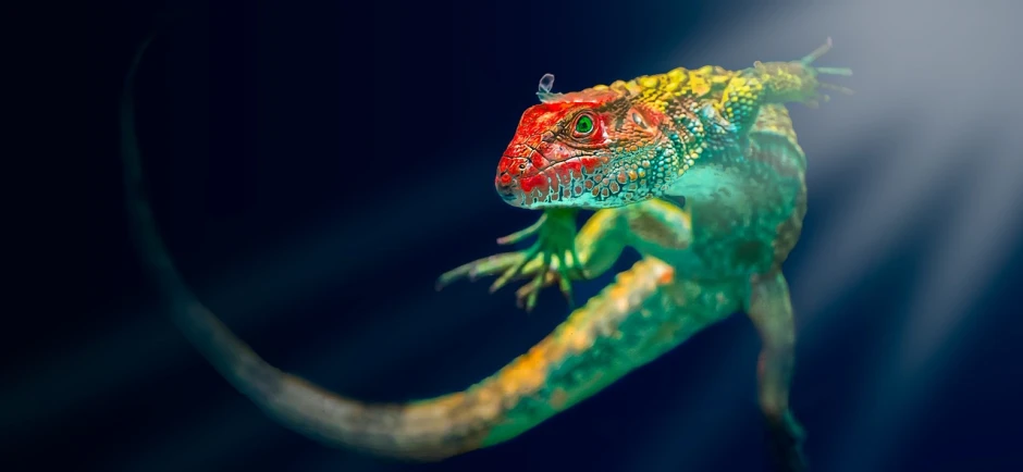 a close up of a lizard on a blue background, a photo, by Adam Marczyński, trending on pexels, photorealism, vibrant red and green colours, wet hdr refractions, glowing raytracing, multicoloured