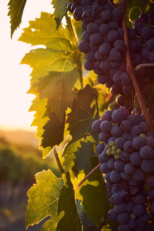 a bunch of grapes hanging from a vine, a picture, by Joseph Severn, shutterstock, romanticism, warm sundown, half image, bottom angle, wallpaper - 1 0 2 4