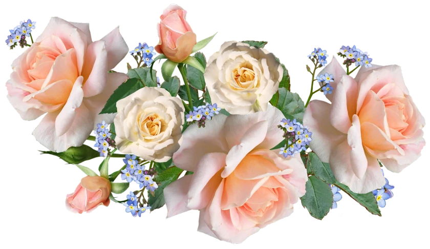 a bouquet of pink and white roses on a black background, a digital rendering, by George Barret, Jr., flickr, blue flowers accents, pale orange colors, long view, header