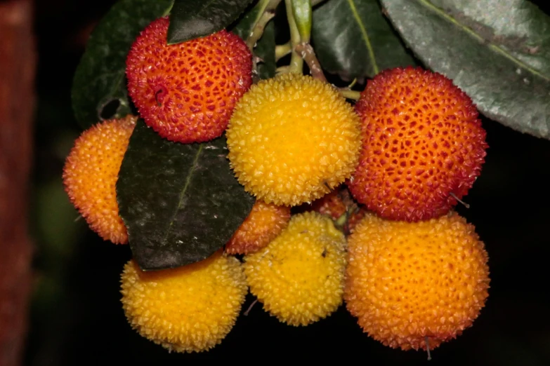 a close up of a bunch of fruit on a tree, a stipple, by Robert Brackman, flickr, hurufiyya, photo taken at night, yellow and red, protophyta, tamborine