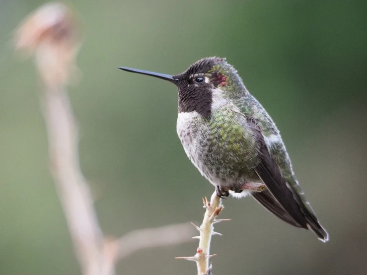 a hummingbird sitting on top of a tree branch, a portrait, by Robert Childress, albuquerque, loosely cropped, featured, daniel r horne