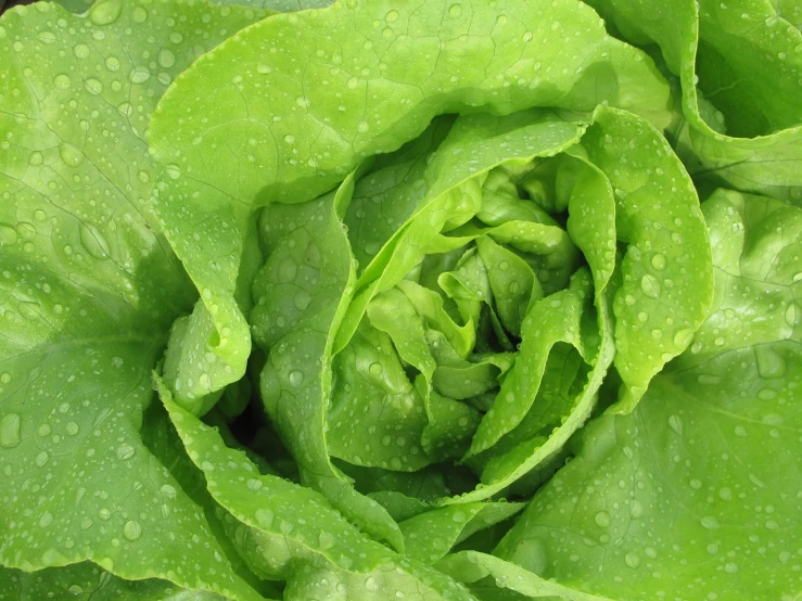 a close up of a leaf of lettuce with water droplets, by Susan Heidi, renaissance, green lantern, maze, salad, fluffy green belly