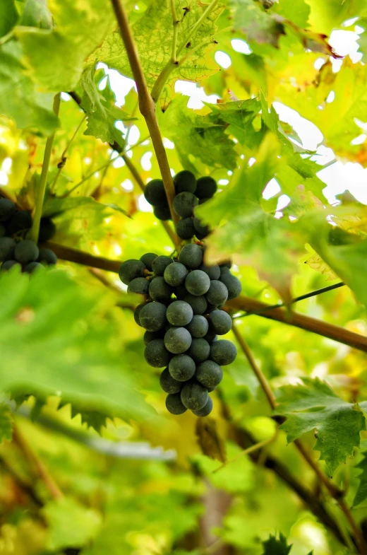 a bunch of grapes hanging from a vine, by Karl Völker, shutterstock, bauhaus, depth of field”, 1 6 x 1 6, version 3, bottom angle