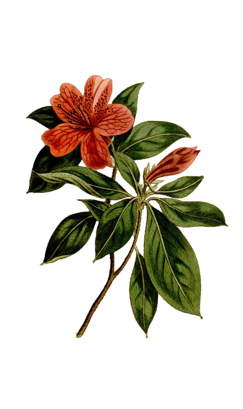 a red flower with green leaves on a black background, an illustration of, by Pierre-Joseph Redouté, ralph horsley vivid color, peach, old color photo, phone photo