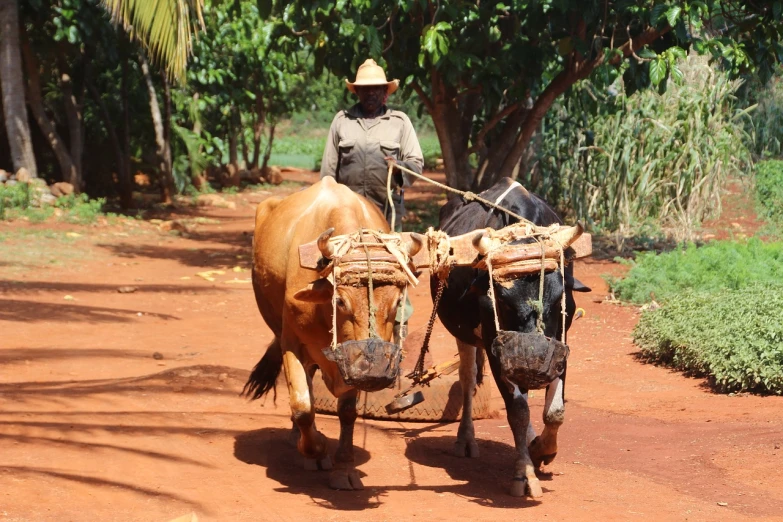 a man riding on the back of a brown cow, by Hannah Tompkins, flickr, madagascar, ( ( ( kauai ) ) ), working hard, cuban setting