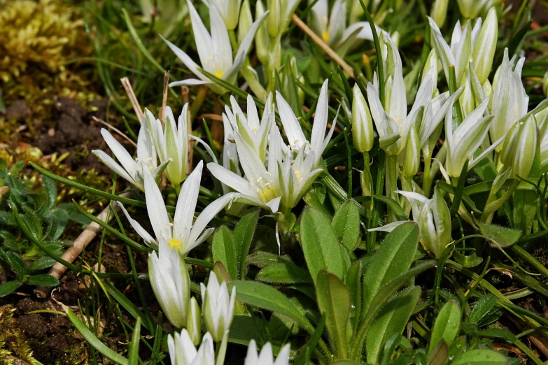 a group of white flowers sitting on top of a lush green field, by Robert Brackman, trending on pixabay, hymenocallis coronaria, on ground, early spring, mountainous area. rare flora