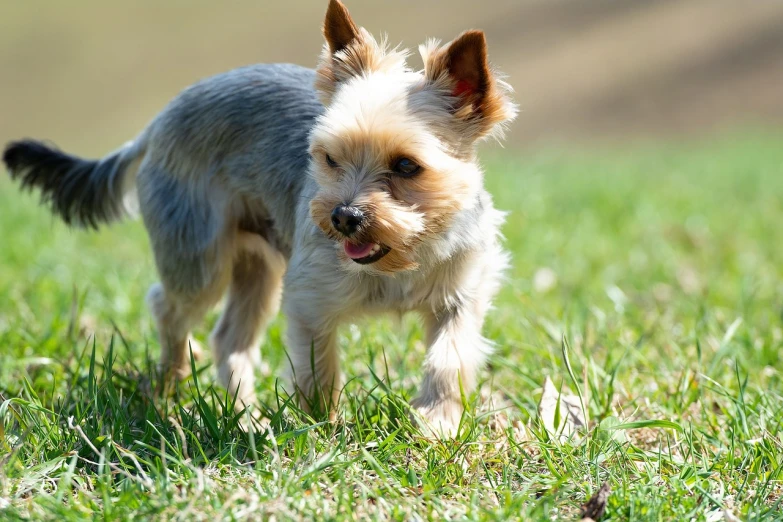 a small dog walking across a lush green field, a portrait, shutterstock, yorkshire terrier, grimacing, closeup photo, australian